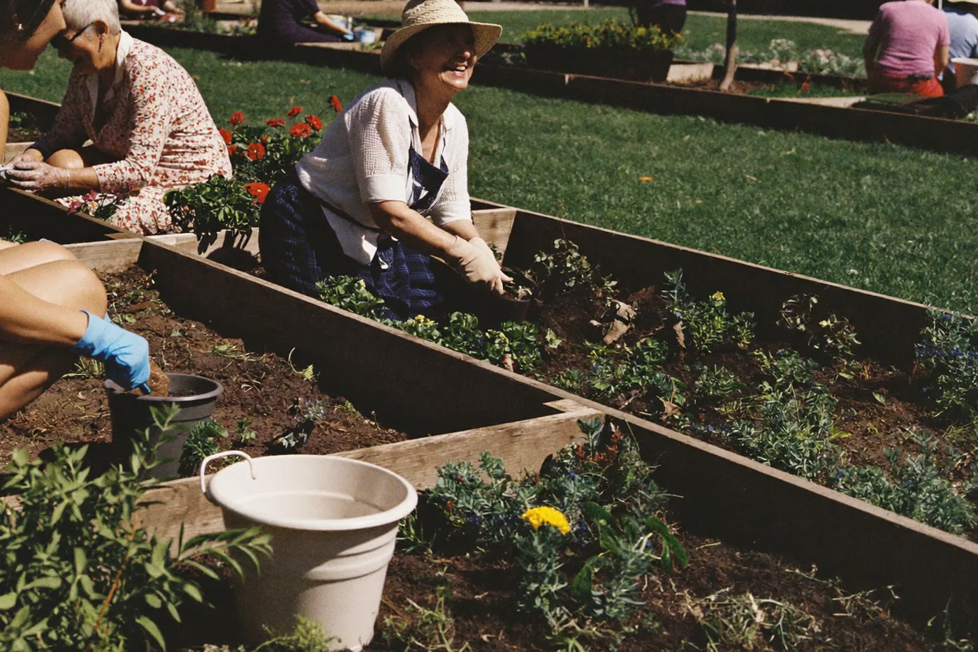 Older adults planting flowers and herbs in raised garden beds